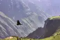 Eine Station auf Ihrer individuellen Rundreise durch Peru ist der Colca-Canyon mit dem Cruz del Condor. Mit etwas Glück sehen Sie die majestätischen Kondore am Rand des Canyons kreisen.