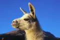 Die in den Anden lebenden Guanakos begegnen Ihnen auf Ihrer individuellen Reise durch Chile und Argentinien sicherlich nicht nur einmal. Die Tiere aus der Gattung der Lamas leben in Regionen bis 4000 m.