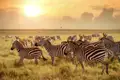 Auf Safari in Kenias Nationalparks. Bei unserer Individualreise mit privatem Driver-Guide fester Bestandteil des Programms. Sie erleben die vielfältige Tierwelten, wie eine Herde Zebras.