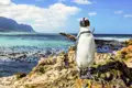 Auf Ihrer individuellen Rundreise durch Südafrika fahren Sie auf einer der Traumstraßen der Welt zum Kap der Guten Hoffnung und statten den Pinguinen am Boulders Beach einen Besuch ab.