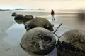 Auf Ihrer individuellen Reise durch Neuseeland können Sie in Moeraki bei Ebbe diese mystischen Steinkugeln, die Moeraki Boulders, sehen.