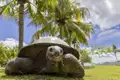 Auf Curieuse Island, einer Station Ihrer individuellen Seychellenreise, können Sie die frei umherkriechenden Aldabra-Riesenschildkröten hautnah erleben.