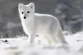 Wenn Sie auf Ihrer individuellen Reise in Grönland unterwegs sind, begegnen Sie vielleicht auch einem Polarfuchs.