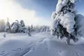 Bei der Reise in Finnland sehen wir Winterlandschaften mit schneebedeckten Bäumen.