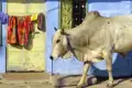 Eine weiße Zebu-Kuh, eine heilige Kuh in Indien, spaziert an einer Wäscheleine mit bunter Kleidung vorbei, was eine typische Alltagsszene auf einer Reise durch Rajasthan darstellt.
