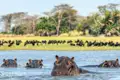 Auf Ihrer Reise können sie mit etwas Glück im Kazinga-Kanal Flusspferde beim Baden sehen.
