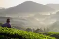 Auf Ihrer Reise haben Sie die Möglichkeitt, die Teeplantagen der Cameron Highlands zu besuchen.
