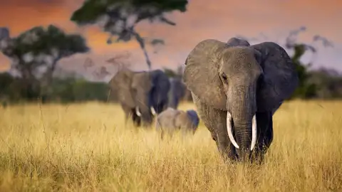 Elefantenherde in der Savanne des Serengeti-Nationalpark bei Sonnenuntergang.