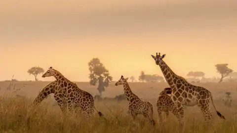 Beeindruckende Tiere: Giraffen gehören sicher zu den eindrucksvollsten Vertretern der afrikanischen Tierwelt wie wir auf unserer Marco Polo Reise durch Südafrika feststellen.