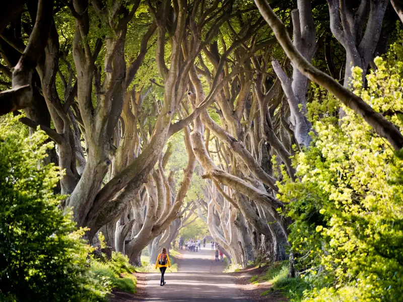 Natürlich darf für die jungen Traveller dieser YOUNG LINE Reise nach Irland und Nordirland ein Selfie unter den wuchtigen Stämmen und Ästen der imposanten Buchenallee Dark Hedges nicht fehlen.