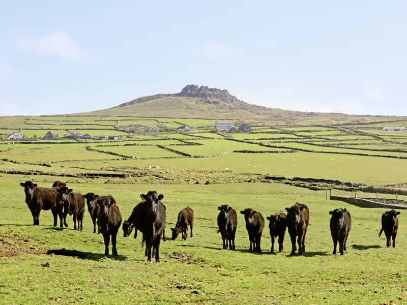 Auf unserer YOUNG LINE Rundreise durch Irland und Nordirland erleben wir vibrierendes Stadtleben und zwischendurch Natur pur, so weit das Auge reicht.