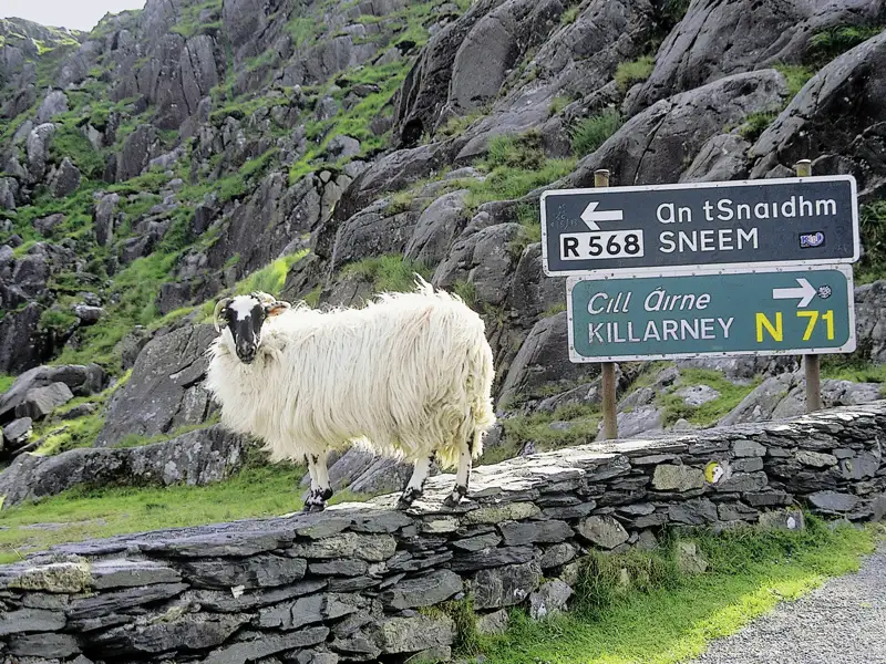 Auf unserer YOUNG LINE Reise durch Irland und Nordirland besuchen wir einen Farmer und erhalten Einblick in die Kunst des Schafscherens.