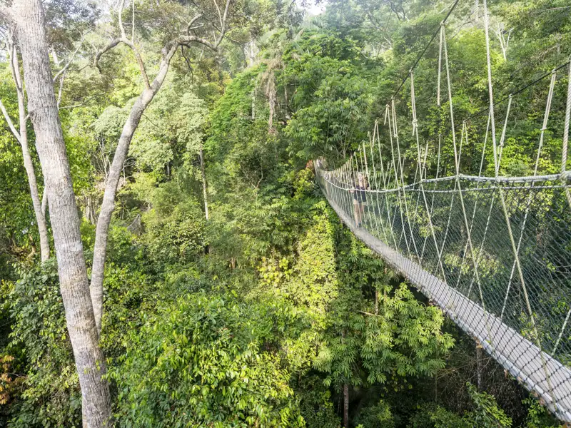 Highlight auf unserer YOUNG LINE Reise durch Malaysia und Thaland: die über 400 m langen Hängebrücken mitten durch den Dschungel des Taman-Negara-Nationalparks.
