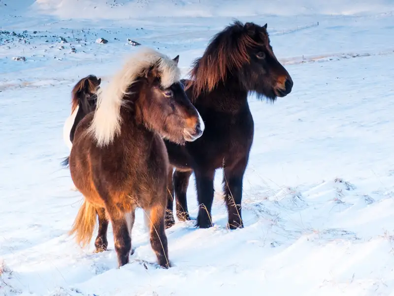 Unterwegs mit Marco Polo in Island begegnen uns neben den Naturschönheiten auch immer wieder Islandpferde.