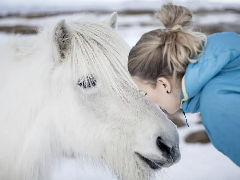 Islandponys werden wir auf dieser Rundreise mit YOUNG LINE unterwegs auch zu Silvester sehen.