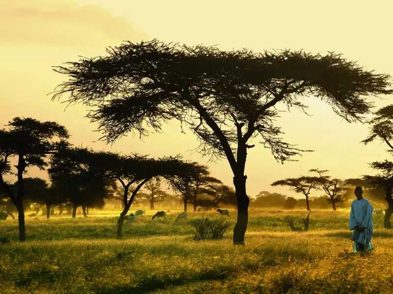 Auf unserer Marco Polo Mini-Gruppen-Reise in den Senegal kommen wir auch in die Savanne, wo Fulani-Hirten ihre Rinder- und Ziegenherden auf der Weide hüten.