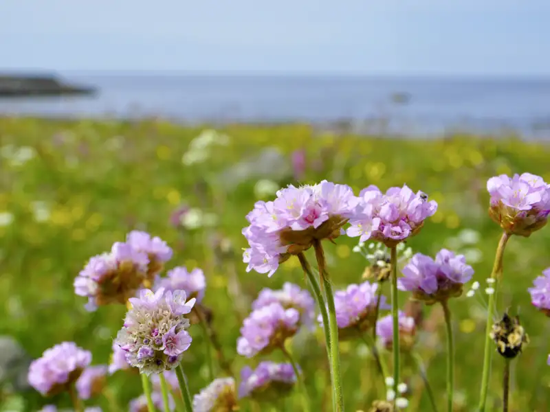 Genießen Sie die tolle norwegische Landschaft!