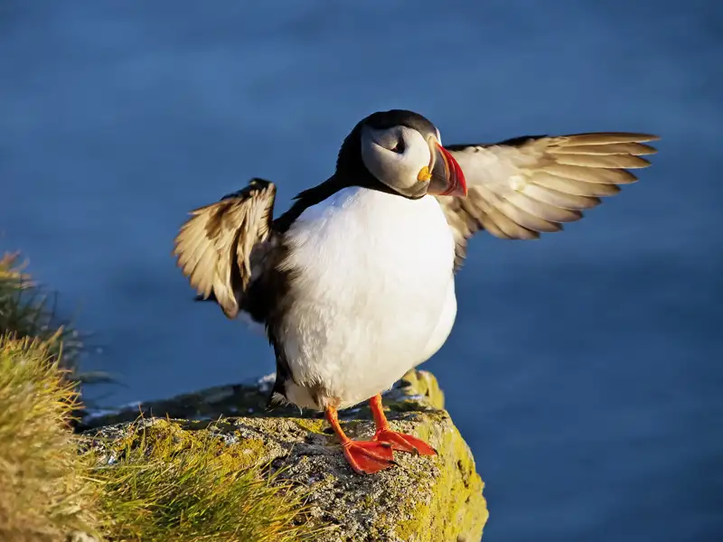 Auf Ihrer Rundreise durch Islands Süden können Sie am Kap Dyrholaey Papageitaucher und andere Seevögel beobachten, die Island in großer Zahl besuchen.
