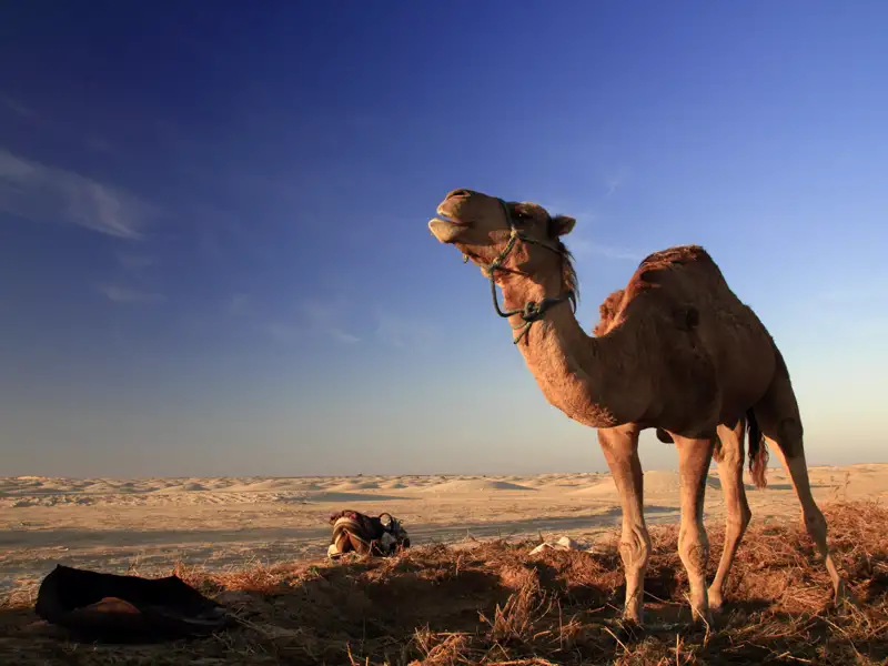 Die Wüstenschiffe sind bestimmt schon bald ein vertrauter Anblick für Sie auf Ihrer individuellen Rundreise durch Tunesien.