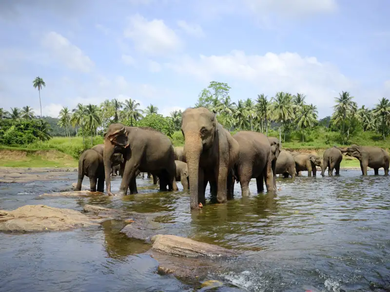 Auf Ihrer Rundreise durch Sri Lanka haben Sie Gelegenheit, Elefanten zu beobachten, z.B. bei der Safari im Udawalawe-Nationalpark.