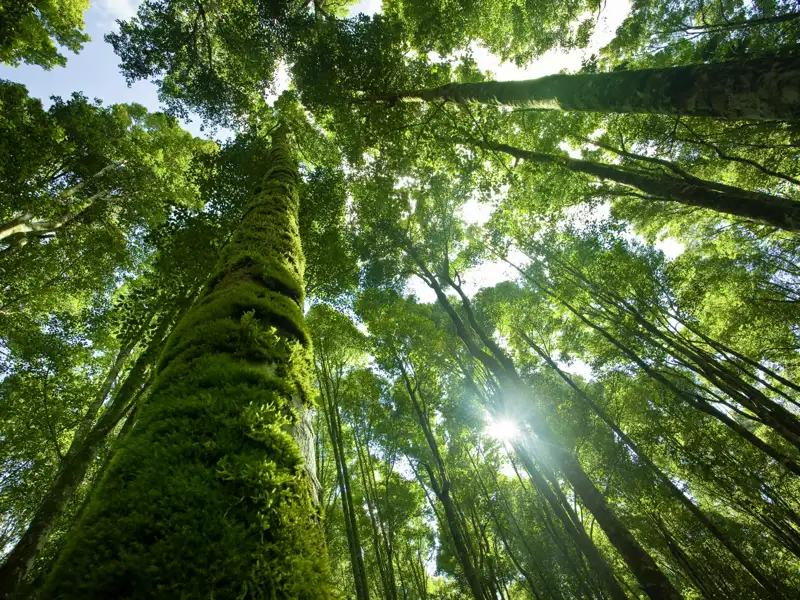 Schier undurchdringliches Grün erwartet Sie auf Ihrer Reise im Inselinneren von Bali.