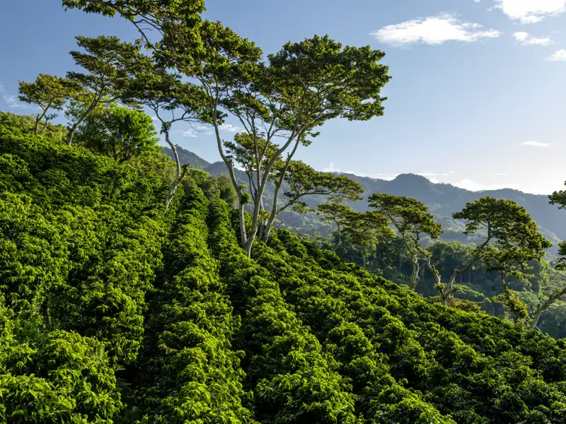 Ihre individuelle Rundreise durch Panama führt Sie in mehrere Nationalparks: Die üppige Flora und Fauna werden auch Sie in ihren Bann ziehen.