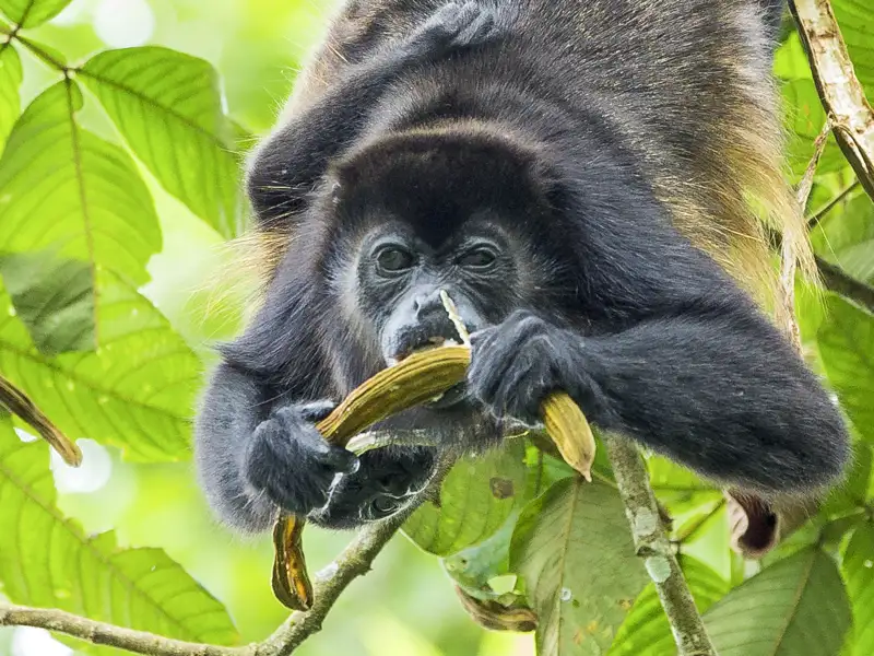 Auf Ihrer individuellen Rundreise durch Costa Rica folgen Sie in den schönsten Nationalparks den Spuren der Tiere des Dschungels und schließen Bekanntschaft mit Brüllaffen.