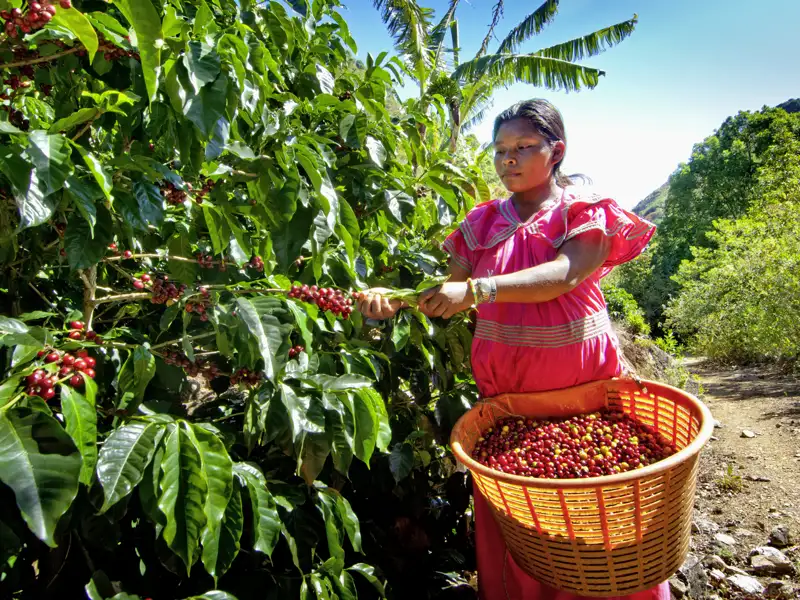 Auf Ihrer individuellen Rundreise durch Costa Rica besuchen Sie eine Kaffeeplantage, wo Sie alles über Kaffee erfahren, was Sie schon immer wissen wollten - Verkostung inklusive.