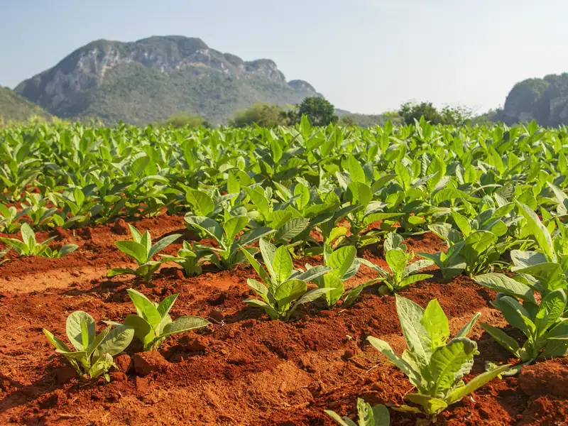 Natürlich machen Sie auf ihrer individuellen Rundreise durch Kuba auch einen Ausflug ins Tal von Vinales, wo zwischen den Mogotes der beste Tabak der Welt wächst.