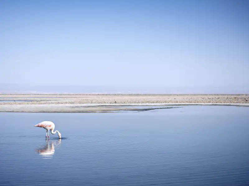Auf Ihrer individuellen Reise durch die Andenländer besuchen Sie die Lagunen von Miscanti und Miniques in Chile.