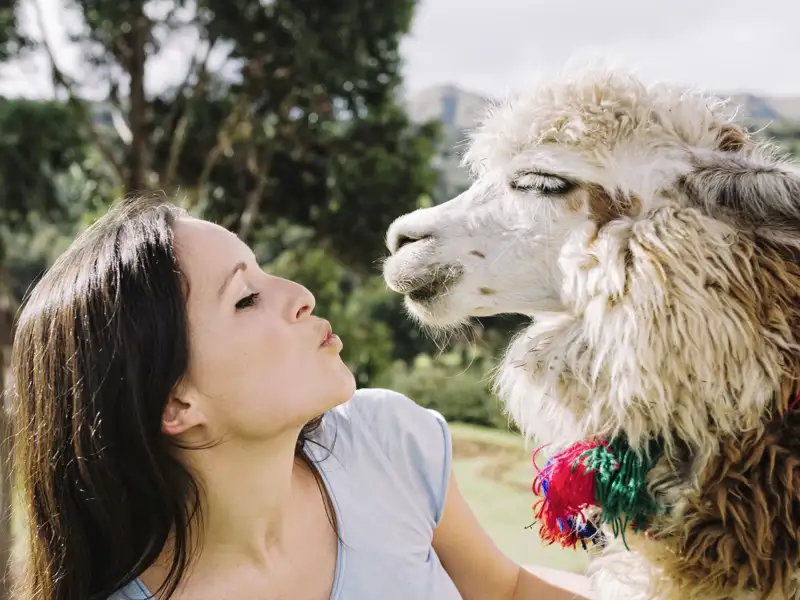 Auf Ihrer individuellen Rundreise mit Marco Polo durch Peru, Bolivien und Chile können Sie Alpakas ganze nahe kommen.