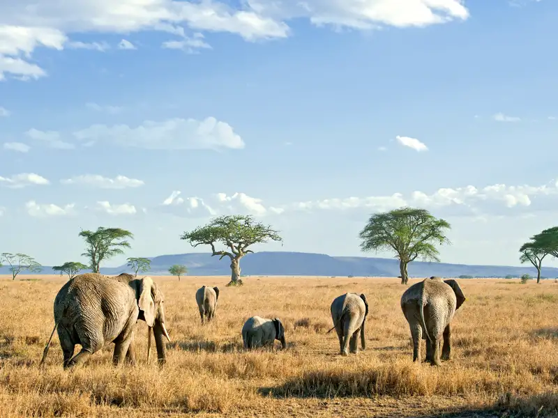 Bis zum Horizont erstreckt sich die Grassavanne in der Serengeti, und Elefanten durchstreifen die „endlose Ebene“, wie der berühmte Nationalpark in der Massai-Sprache heißt.