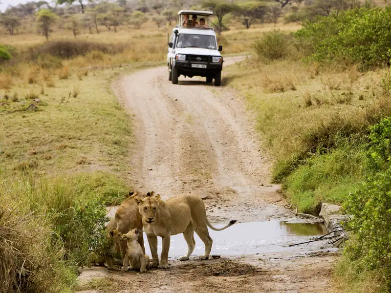 In der Serengeti läuft Ihnen auf Ihrer individuellen Rundreise durch Tansania bestimmt die eine oder andere Löwenfamilie über den Weg.