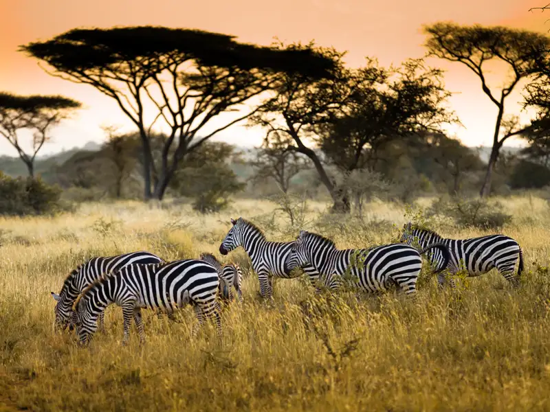 Die offene Savannenlandschaft mit den typischen Schirmakazien ist das Weideland vieler Zebras. Immer auf der Suche nach frischem Futter ziehen sie mit der Great Migration durch die Serengeti.
