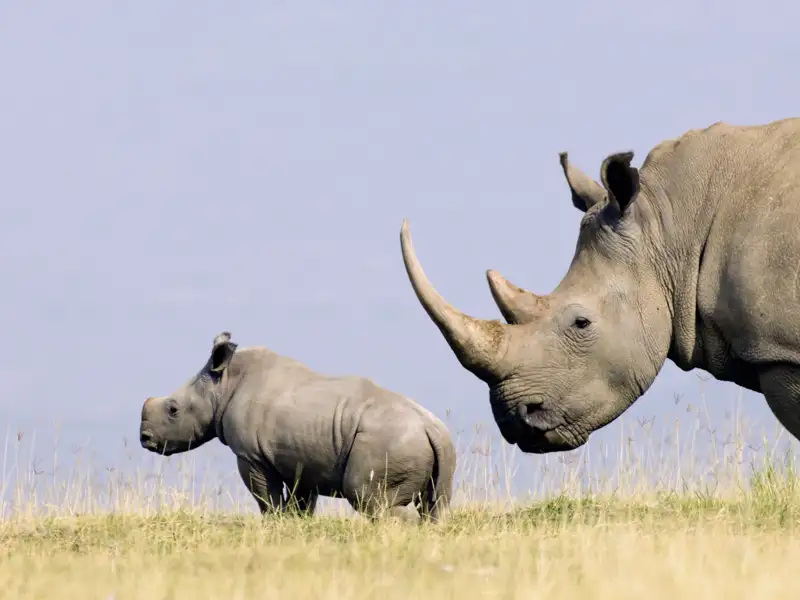 Eine Begegnung mit Nashörnern zählt zu den eindrucksvollsten Momenten auf einer Safari in Ostafrika.