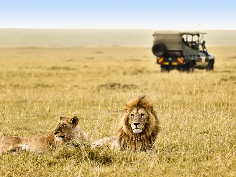 Ihr Safarifahrzeug holpert durch die Massai Mara. Träge dösen die Löwen in der Mittagssonne. Mit Ihrem privaten Driver-Guide können Sie unterwegs jederzeit stoppen.