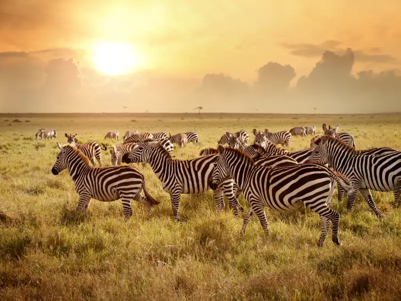 Auf Safari in Kenia werden Sie die endlose Savanne sowie die einmaligen Sonnenuntergänge begeistern. Im August und September erreichen die riesigen Gnu- und Zebraherden der Great Migration die Massai Mara.