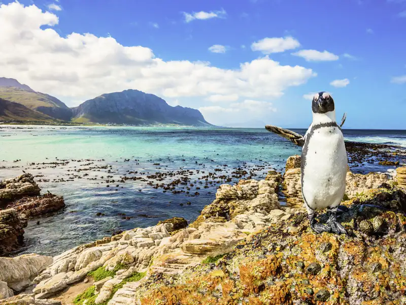 Auf Ihrer Rundreise durch Südafrika fahren Sie auf einer der Traumstraßen der Welt zum Kap der Guten Hoffnung und statten den Pinguinen am Boulders Beach einen Besuch ab.