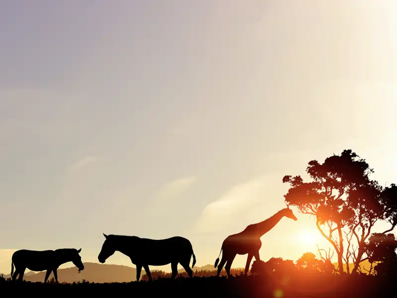 Den Sonnenuntergang, den Sie bei Ihrer individuellen Rundreise durch Südafrika auf der Safari in der Krügerpark-Region erleben, toppt Ihr Ranger noch mit dem passenden Sundowner.