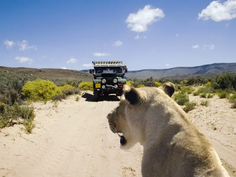 Auf Ihrer individuellen Rundreise im Mietwagen durch Südafrika können Sie mit etwas Glück auch Löwen beobachten.