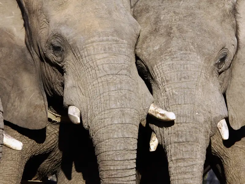 Sie besuchen auf Ihrer individuellen Mietwagen-Rundreise durch Südafrika ein Private Game Reserve. Dort sehen Sie sicher auch Elefanten auf Ihrer Safari.