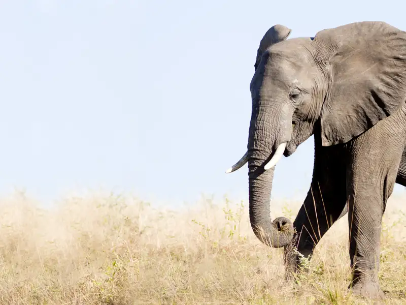 Die grauen Riesen sind in Sambia heimisch und fressen mit Vorliebe die Früchte der sogenannten Leberwurstbäume.