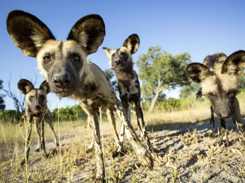 Ihre Sambia-Reise führt Sie in den Kafue-Nationalpark, wo die selten gewordenen Wildhunde leben. Mit etwas Glück sehen Sie diese sozialen Tiere, die in großen Gruppen leben.
