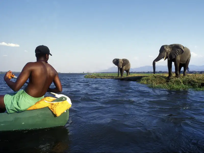 In den Nationalparks, die Sie auf Ihrer individuellen Reise durch Sambia besuchen, sind Sie zu Fuß, mit dem Boot und dem Fahrzeug auf Pirsch.