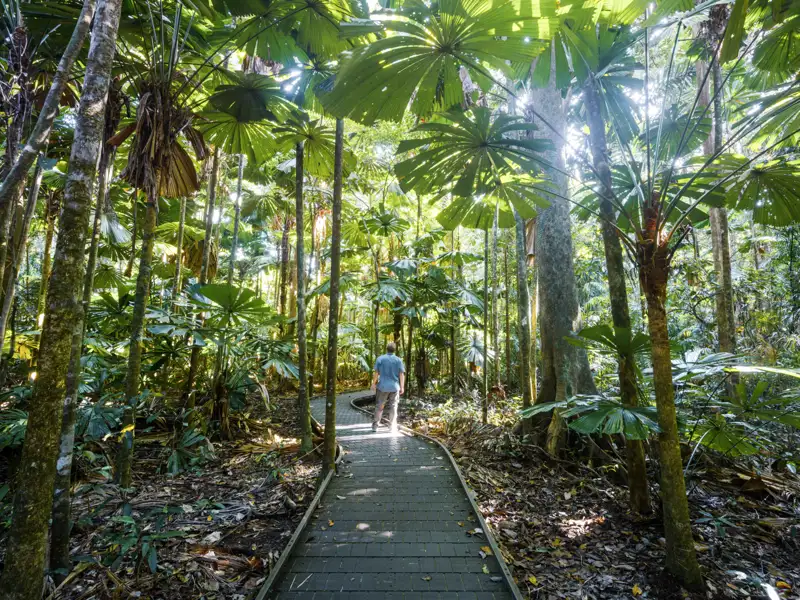 Auf Ihrer individuellen Rundreise durch Australien besuchen Sie den Regenwald des Daintree-Nationalparks in Queensland.
