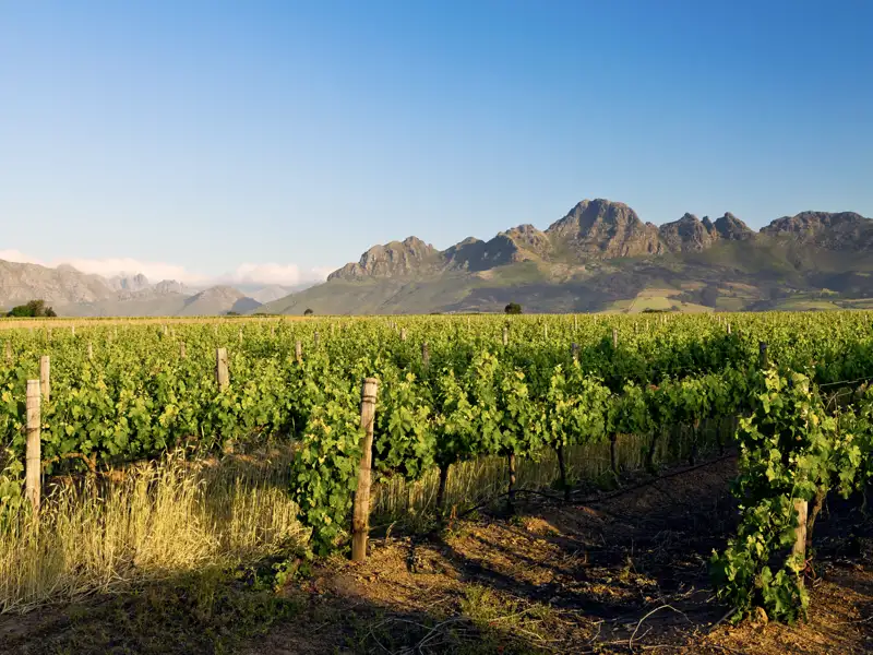 Was darf auf unserer Rundreise durch Südafrika nicht fehlen? Richtig: eine Weinprobe auf einem Weingut.