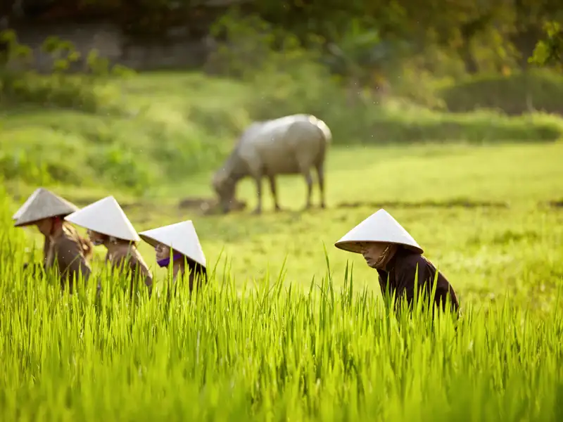 Bei unserer Reise durch Vietnam geht‘s zu einem Reisfeld, wo wir die einzelnen Schritte des Reisanbaus kennenlernen. Zusammen mit den Bauern harken wir den Boden und schöpfen Wasser.