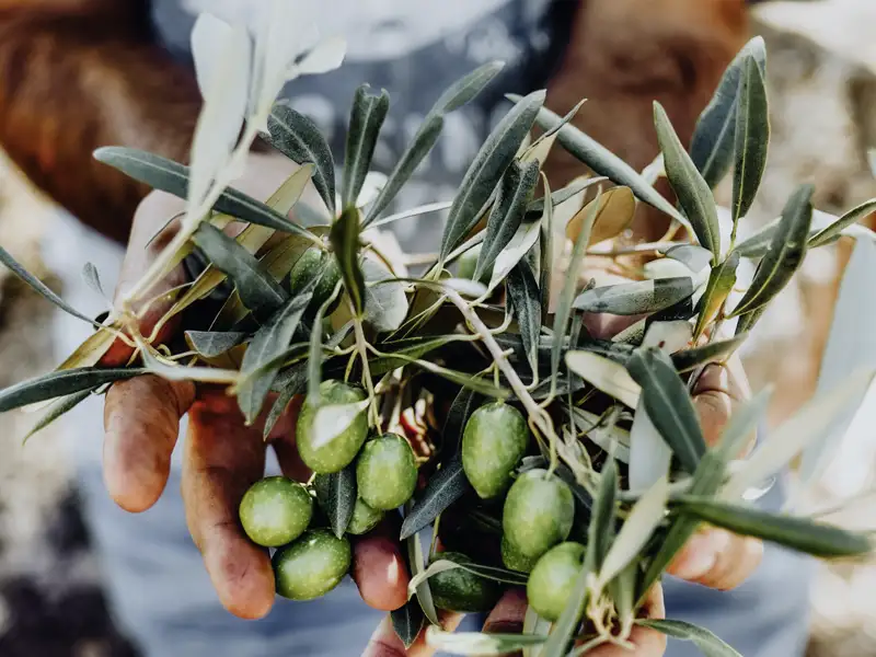 Auf unserer YOUNG LINE Rundreise durch Griechenland darf Kulinarik natürlich nicht zu kurz kommen, und wo schmecken Oliven besser als hier?