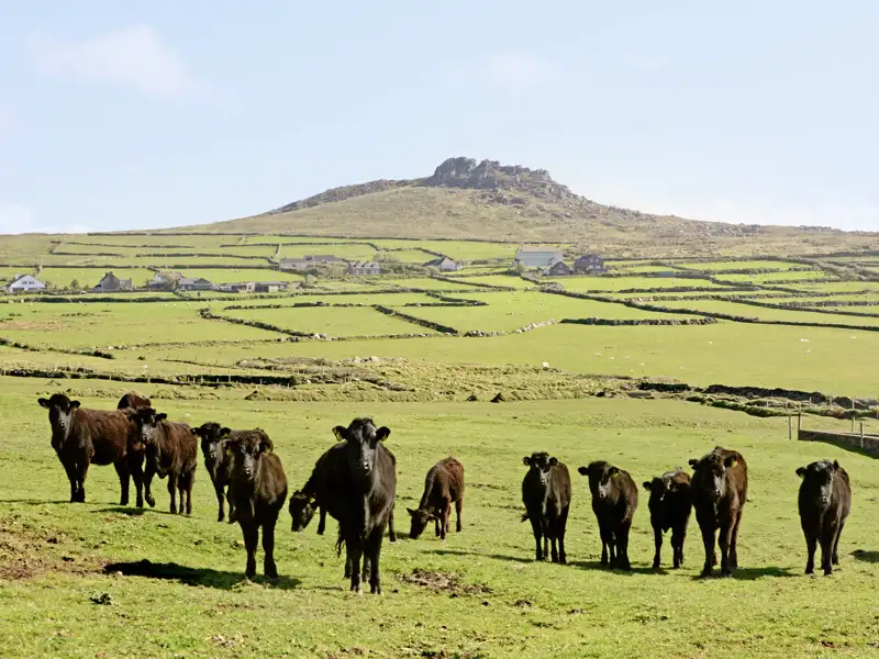 Auf unserer YOUNG LINE Rundreise durch Irland und Nordirland erleben wir vibrierendes Stadtleben und zwischendurch Natur pur, so weit das Auge reicht.