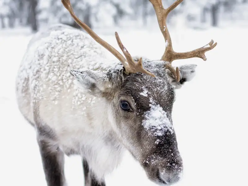 Irgendwo und irgendwann auf dieser YOUNG LINE Reise begegnen wir sicher auch den knuffigen Bewohnern der Wälder: Rentieren.